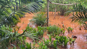Galamsey activities divert Mankran Stream, destroy farms and raise flooding fears in Okroase